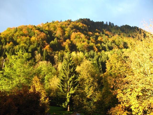 3 Zimmer Allgäu ETW Wohnung am Berg + Nähe Alpsee • 60qm • Top!