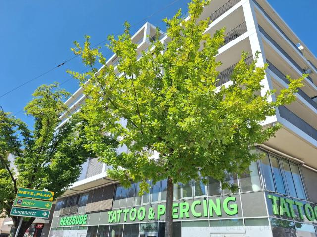 3 Zimmer City Wohnung in der Wiener Straße in Linz / Stadtteil Waldegg