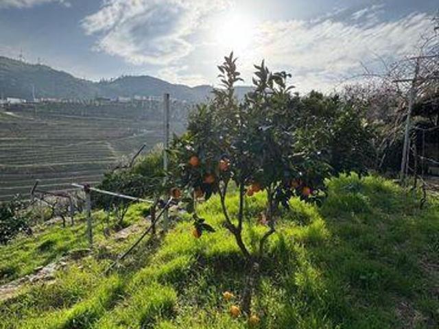 Tabuaco Viseu 100021879