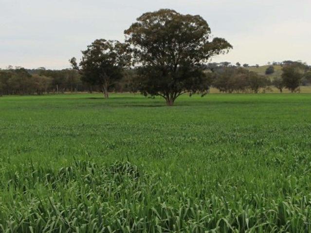 TALBRA Productive Lifestyle & Farming Opportunity
