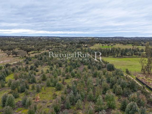 Propriedade Florestal com Potencial de Crescimento e Valorização