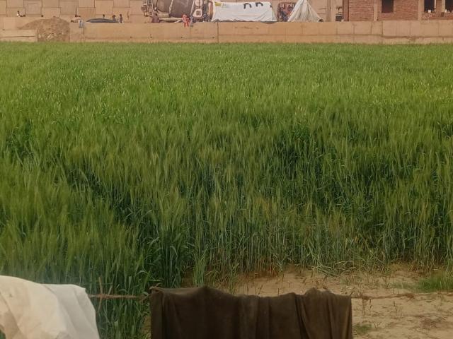 Tarc Kailasa 300 Sq.Yd. Plot in Kirti Nagar Delhi Listing ID: #10049