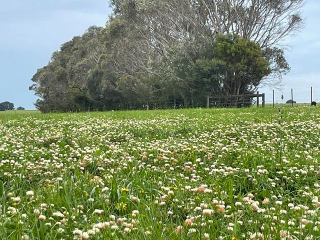 Tarrone Out Paddock