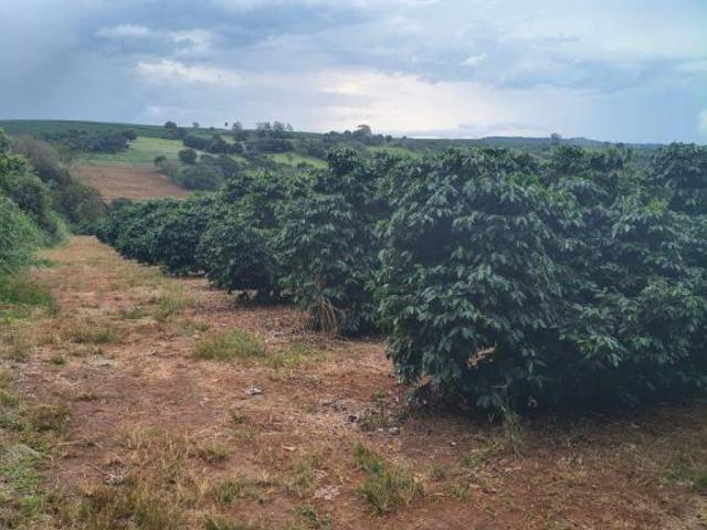 Tem 75 mil pés de café produzindo