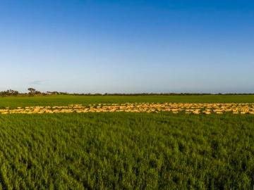 Telopea Downs, West Wimmera, Victoria