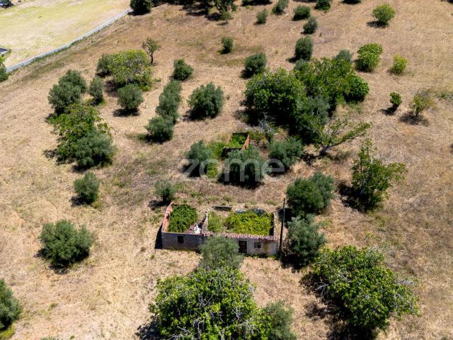 Terra de 3,8 hectares em Tomar