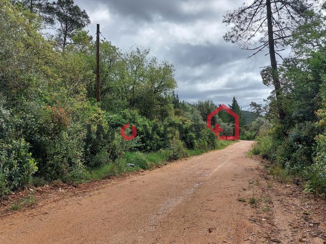 Terra de Mato com Oliveiras e Azinheiras