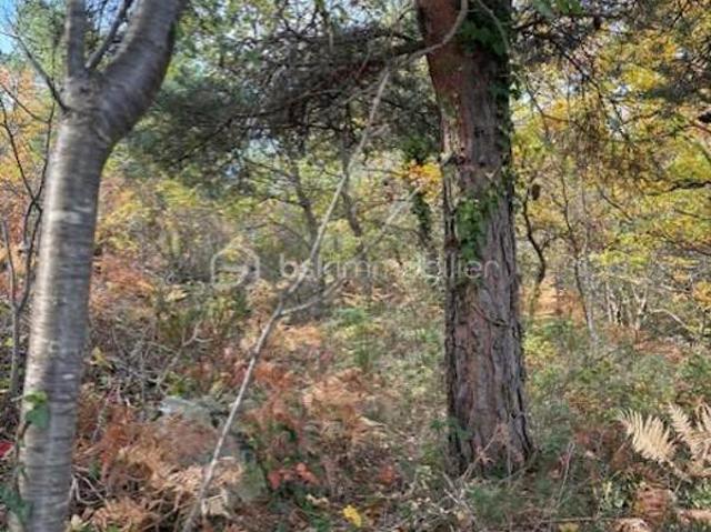 Terrain 10850 m2 Rabouillet