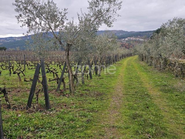 Terras Agrícolas à Venda – 22.800 m² – Vilar de Maçada, Alijó