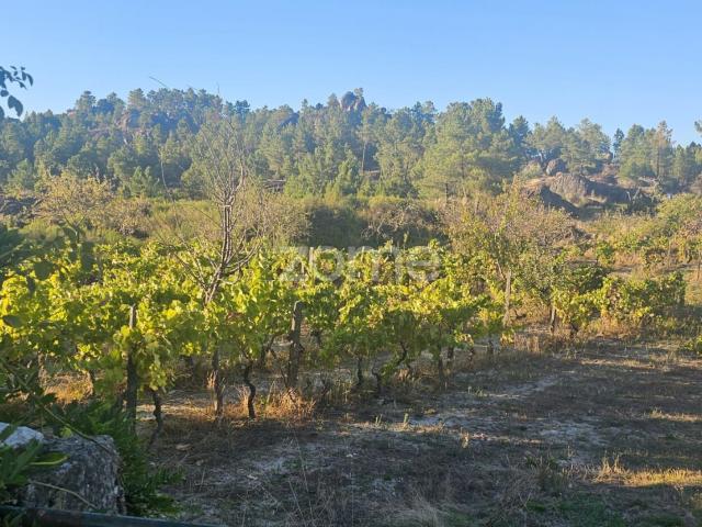 Terras agrícolas – 1.000 m² – Carlão, Alijó