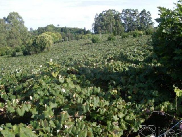 Área Rural com TERRAS PRODUTIVAS à venda em Coronel Pilar/RS