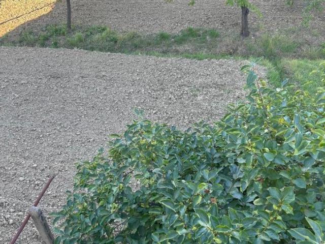 Terratetto in vendita a Empoli