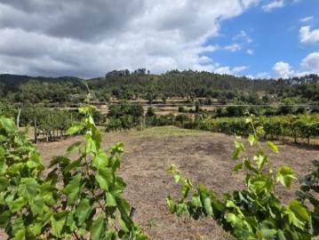 Terreno Mosteiro