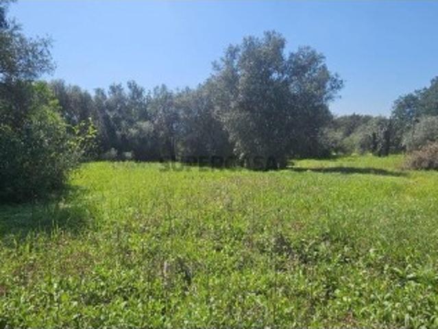 Terreno misto em Querença, Tôr e Benafim