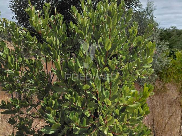 Terreno Misto 0,675 hectares