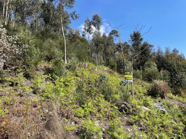 Terreno monte em Moreira do Lima