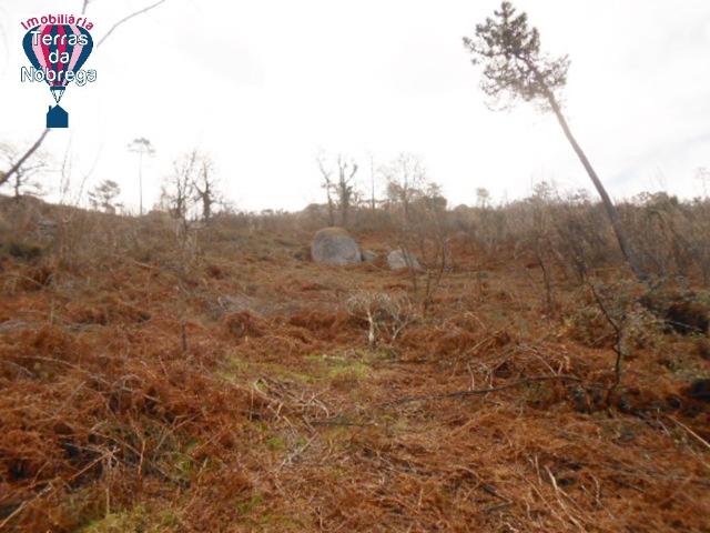 Terreno/ Monte