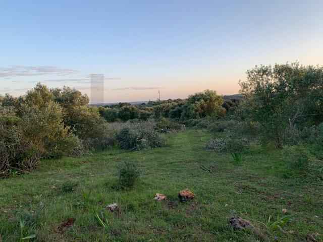 Terreno na Serra de Monsanto Alcanena