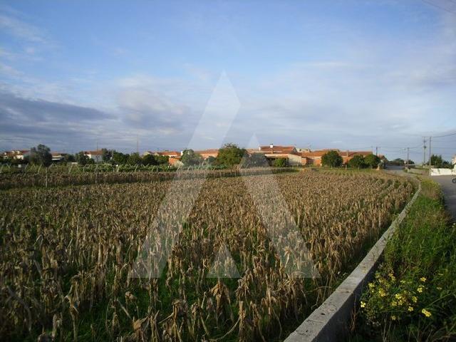 Terreno nas Quintãs, Oliveirinha