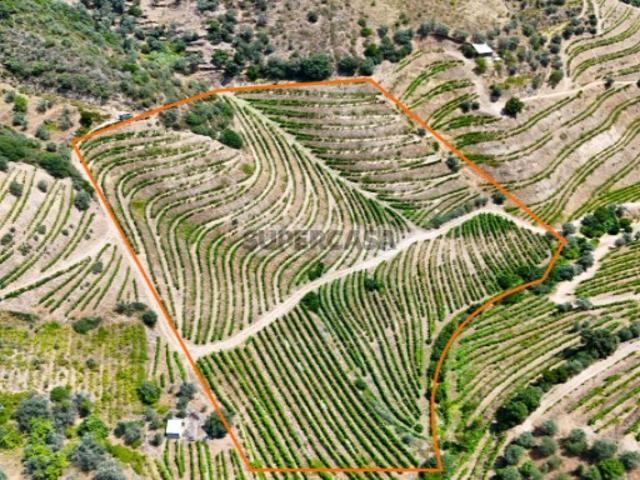 Terreno no Douro com 18.278 m²
