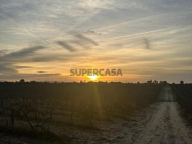 Terreno no Lau com vinhas certificadas