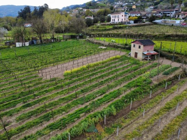 Terreno Nogueira