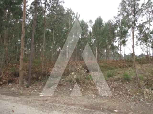 Terreno nos arredores de Oliveira do Bairro