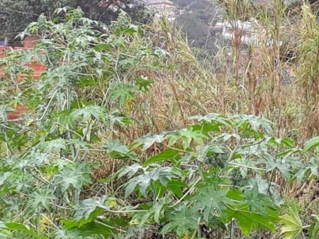Terreno ótima localização no Lageado