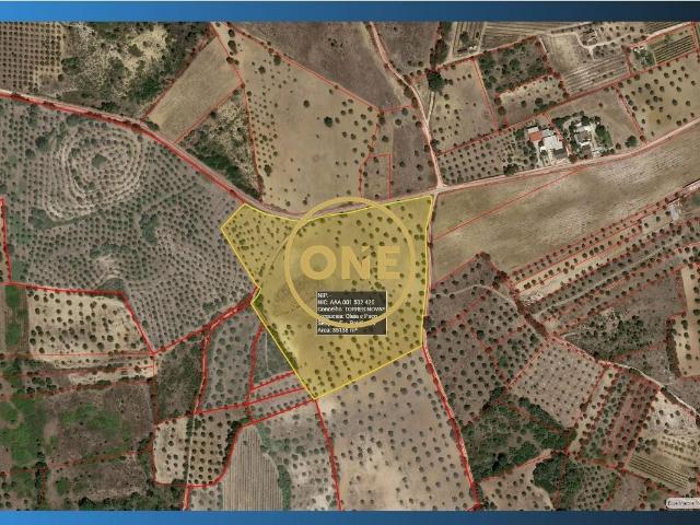 Terreno | Olival de 3ha em Olaia, Torres Novas