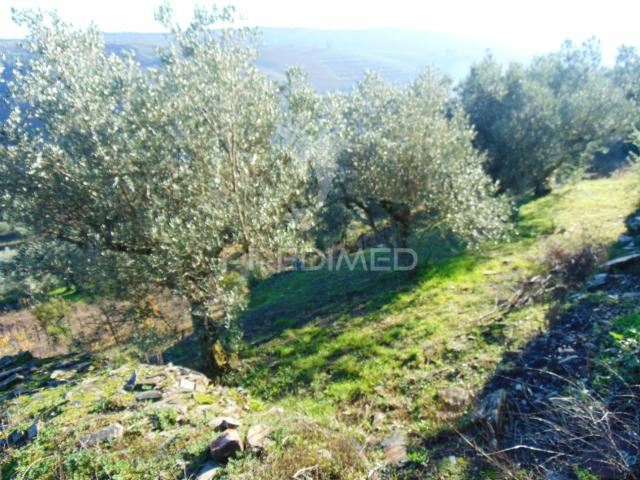 Terreno / Olival em Abaças Vila Real