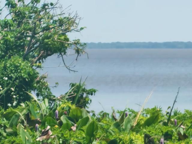Terreno orilla de carretera y la Laguna de Alvarado Veracruz 8.5 has