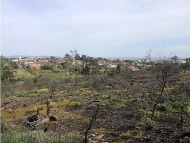 TERRENO EUCALIPTAL | ALBERGARIA A VELHA