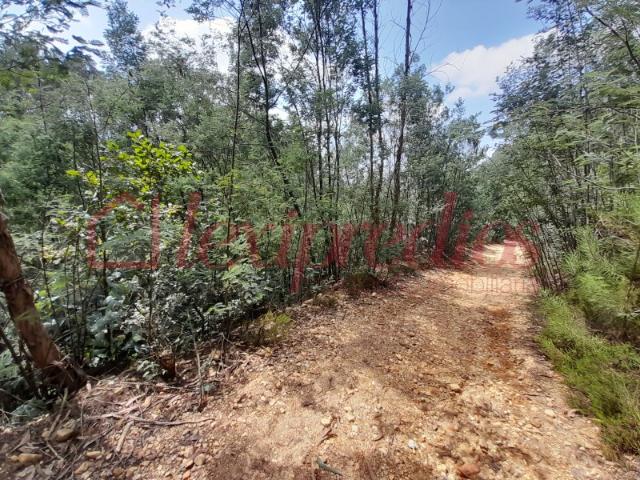 TERRENO A PINHAL BORRALHA