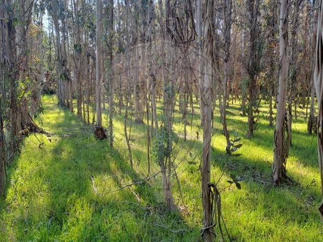 Terreno à venda em Cantanhede