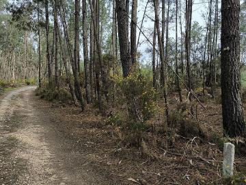 Terreno à venda em Cantanhede