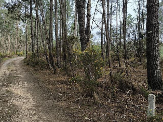 Terreno à venda em Cantanhede