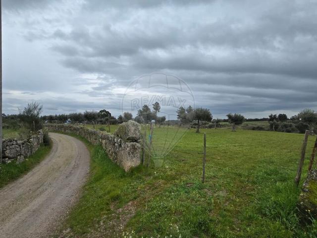 Terreno à venda em Castelo Branco