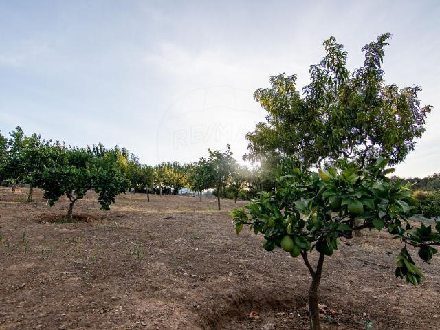 Terreno à venda em Castelo Branco