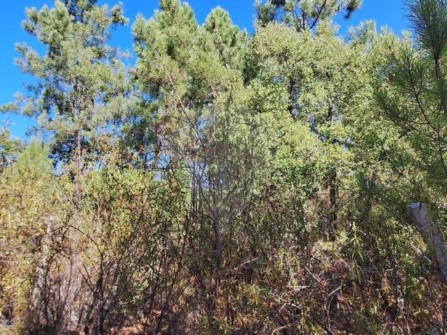 Terreno à venda em Castelo Branco
