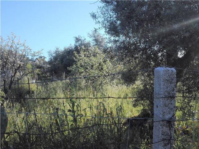 Terreno à venda em Castelo Branco