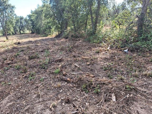 Terreno à venda em Castelo Branco