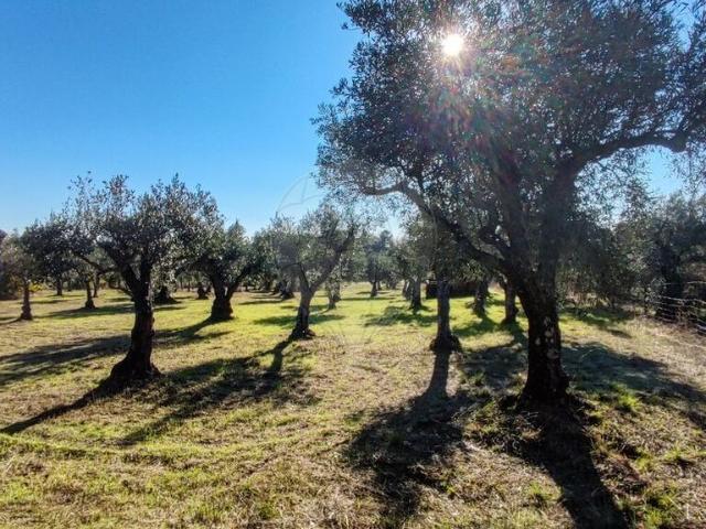 Terreno à venda em Castelo Branco