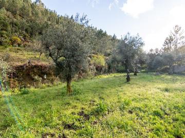 Terreno à venda em Castelo Branco