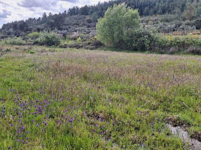 Terreno à venda em Castelo Branco