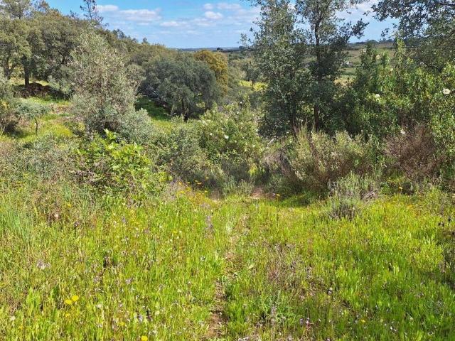 Terreno à venda em Castelo Branco