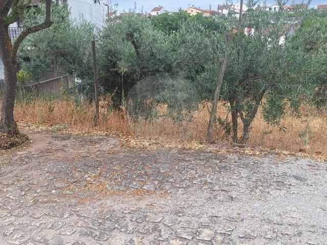 Terreno à venda em Castelo Branco