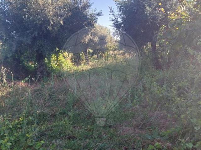 Terreno à venda em Castelo Branco