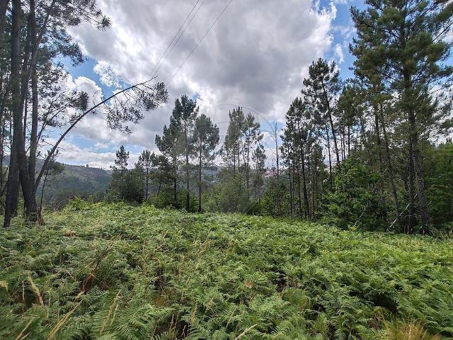 Terreno à venda em Castro Daire, Castro Daire RE/MAX Portugal