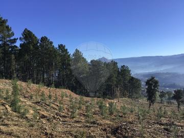 Terreno à venda em Celorico de Basto