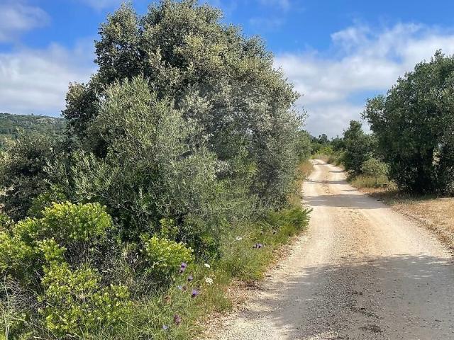 Terreno à venda em Chancelaria, Torres Novas RE/MAX Portugal